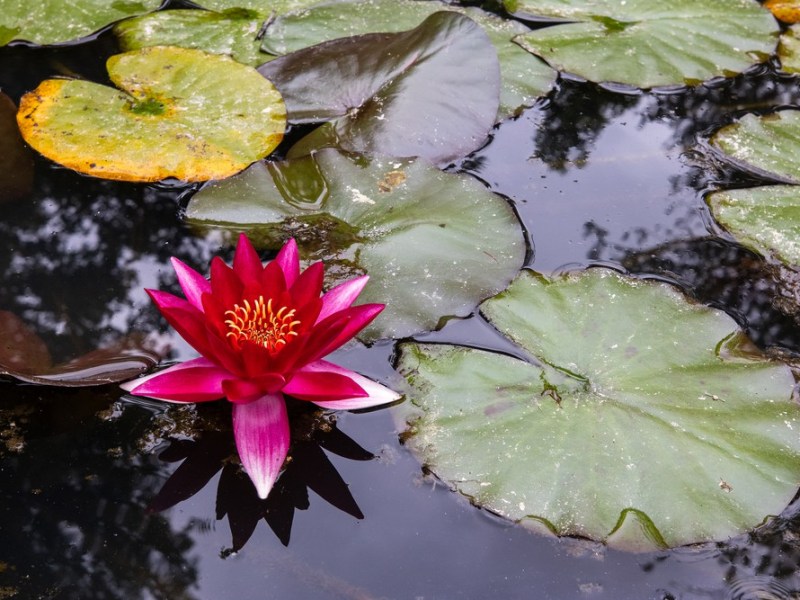 Furnas et les bains&nbsp;chauds