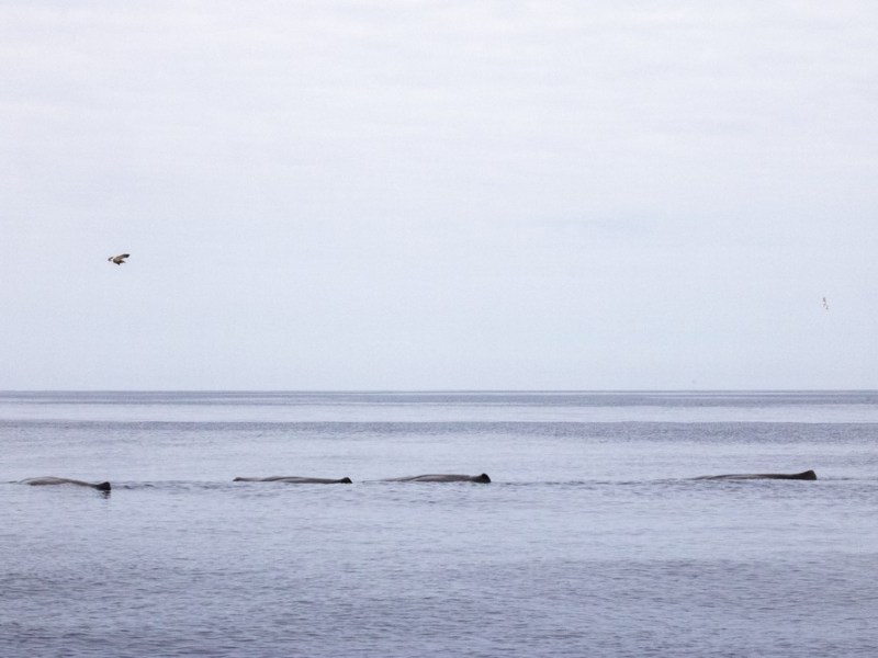 Ponta Delgada sur terre et sur&nbsp;mer