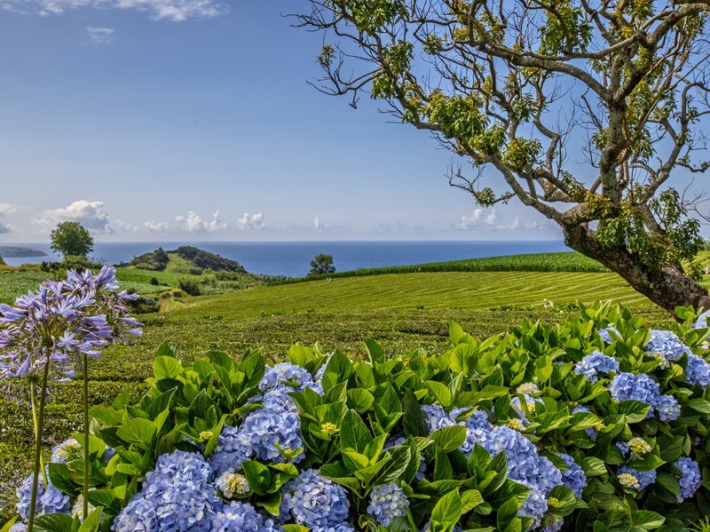 Autour de Cha&nbsp;Gorreana